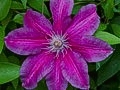 Clematis Myoojoo IMG_2527 Powojnik
